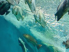 -上海海洋水族馆