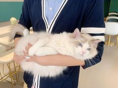 -飞行喵MR PILOT|猫舍·猫咖(静安大融城店)