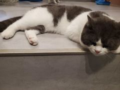 -猫儿山۰猫主题餐厅