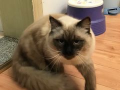 -Bastet sally猫舍购宠(静安店)