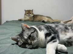 -派多格宠物(御景湾店)