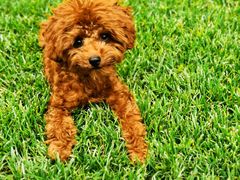 -宠福鑫康馨动物医院·骨科·眼科