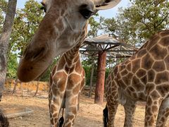 -清迈夜间动物园