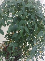 -HEYAN荷妍专业脱毛连锁机构