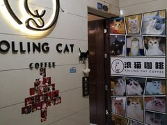 -滚猫咖啡·猫咖·猫友好撸猫(未来城店)