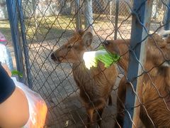 -长白岛森林公园