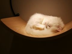 -飞行喵MR PILOT|猫舍·猫咖(静安大融城店)
