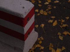 -三里屯东五街银杏大道