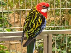 -南宫五洲植物乐园