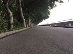 -大湾区中央湿地公园