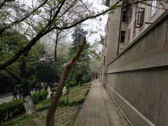 -武汉大学-樱园