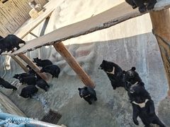 -东方熊牧场