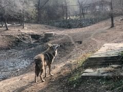 -沈阳森林动物园
