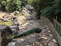 -昆明动物园