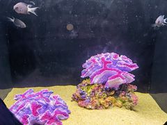-欢乐海岸海洋奇梦馆