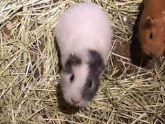 -藦茜花园宠物主题亲子互动体验馆(国顺东路店)