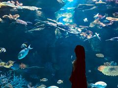 -暹罗海洋世界