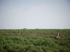 -北海金海湾红树林生态旅游区