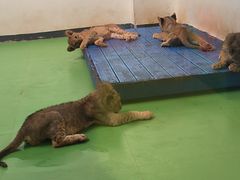 -北京野生动物园