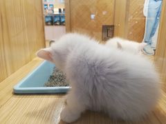 -屋虎猫馆(宝安大仟里店)
