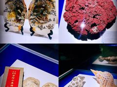 -贝壳王国博物馆