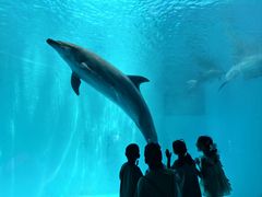 -海合安成都极地海洋公园