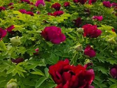 -洛阳市隋唐城遗址植物园