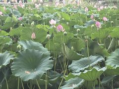 -三宽猪蹄(统一广场店)