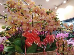 -双季花艺园艺市场(浦东店)