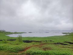 -洱海月湿地公园