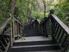 -铁山坪森林公园