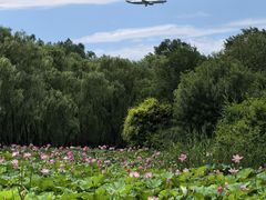 -东郊湿地公园