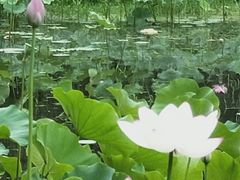 -莲湖公园
