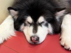 -和它·交个朋友·狗咖猫咖(爱琴海店)