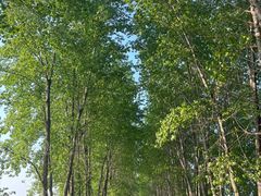 -小李子油焖大虾向阳总店