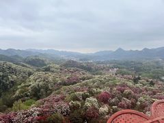 -贵州百里杜鹃风景名胜区