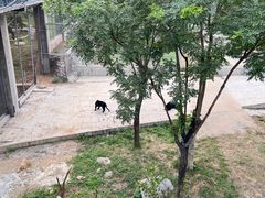 -石家庄市动物园