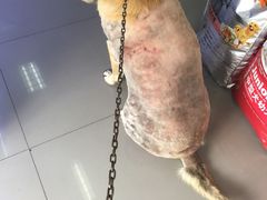 -瑞派宠物医院·24h·骨外科·皮肤科·全科宠物医疗转诊中心(沈阳浑南院)