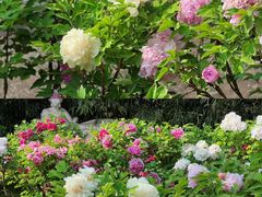 -国家植物园