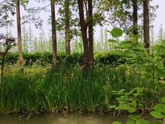 -上海长兴岛郊野公园