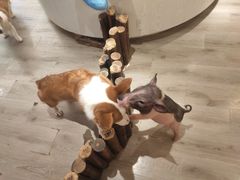 -浣熊柯尔鸭土拨鼠·电玩咖