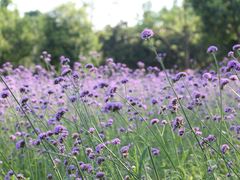 -艾溪湖湿地公园