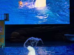 -海合安武汉极地海洋公园