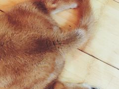 -喜柴咖啡·柴犬狗咖