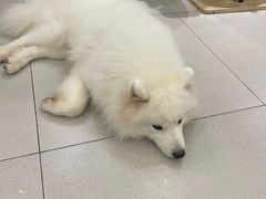 -安格丽娜·狗咖·猫咖羊驼咖(春熙路百盛商场店)