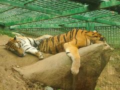 -栾川竹海野生动物园