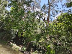 -热带雨林自然公园