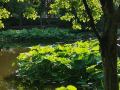 -陈家山荷花公园