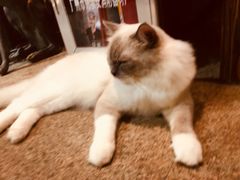 -more than meow吴止猫主题餐厅(承德 中船汇店)