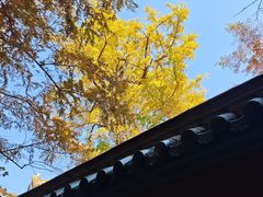 -天目山大树王景区